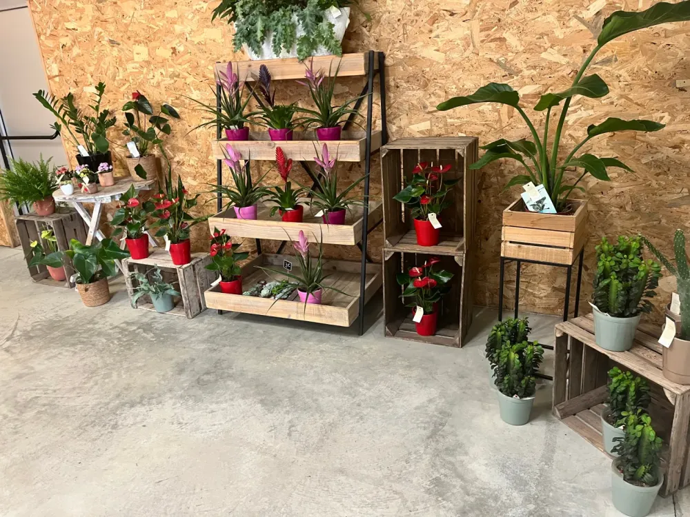 Plantes boutique