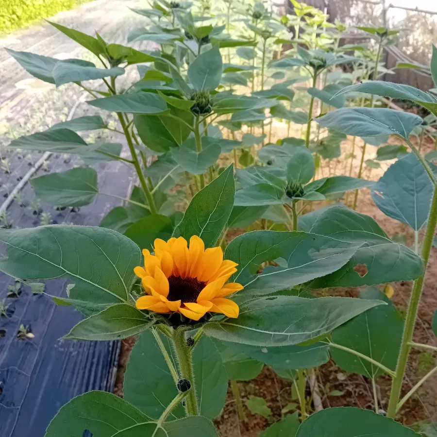 Vente directe près de Allex