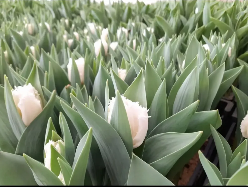 Tulipes blanches