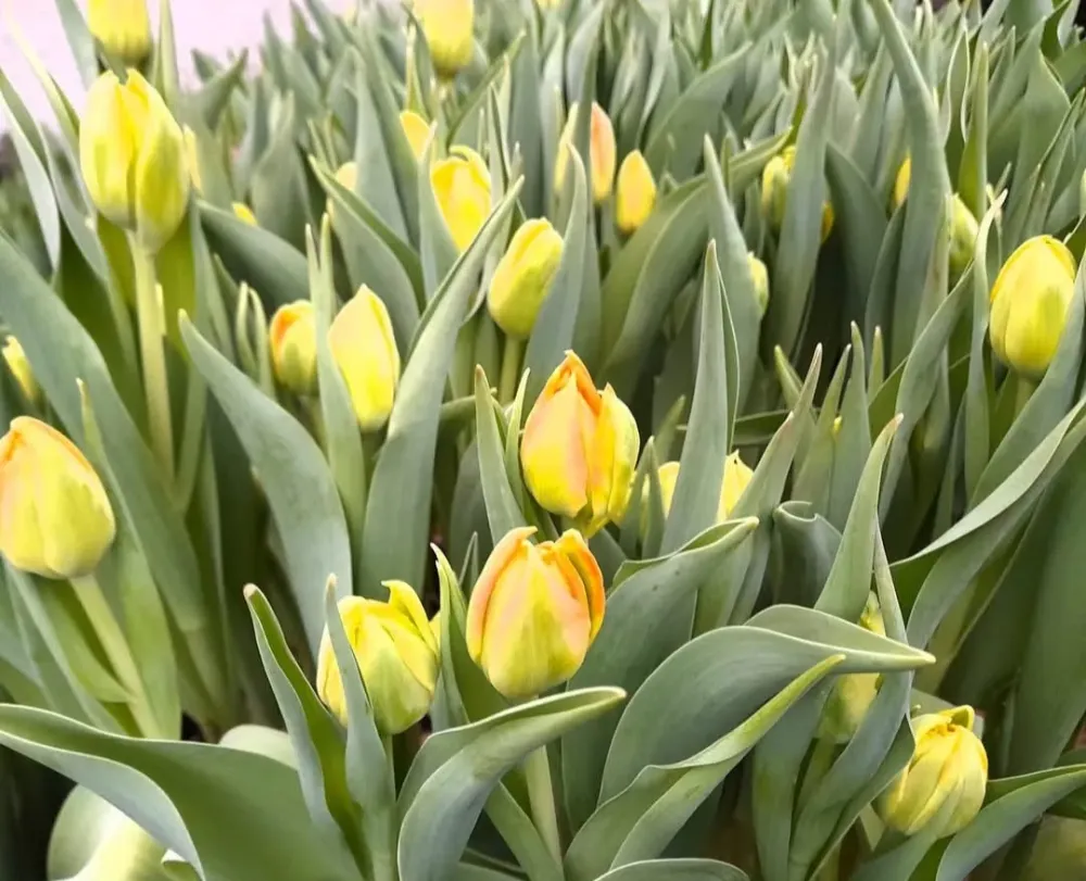 Tulipes jaunes