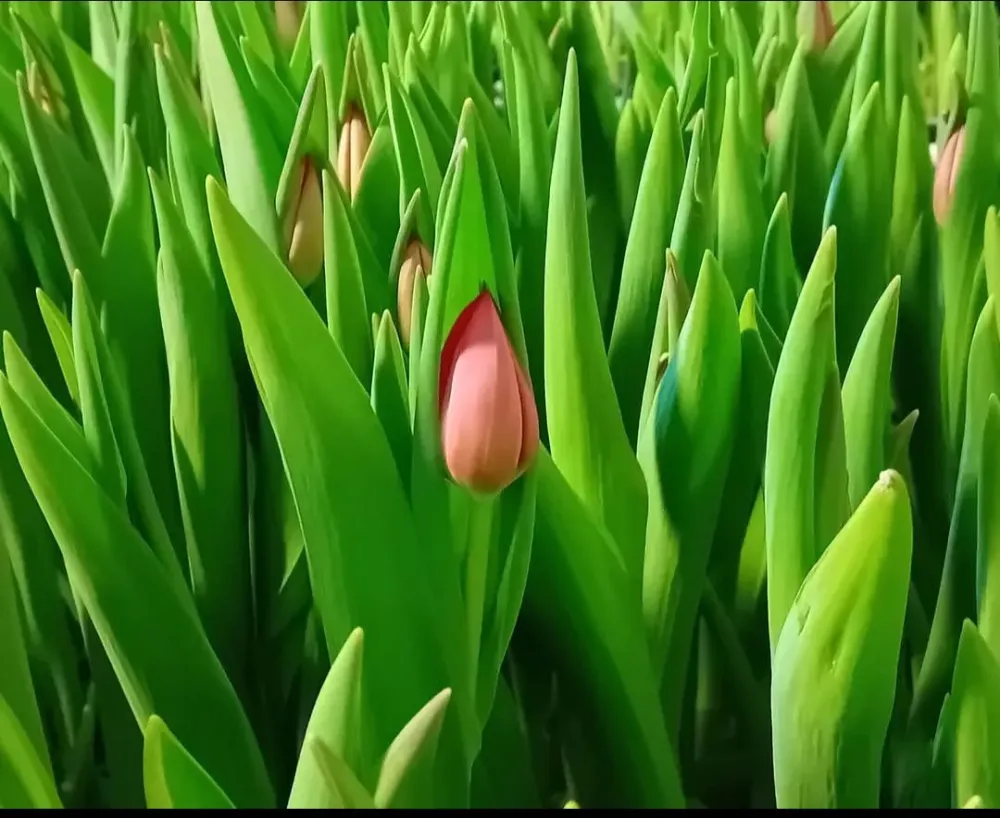 Tulipes